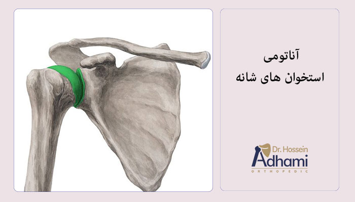 آناتومی-استخوان-های-شانه