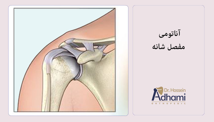 آناتومی-مفصل-شانه