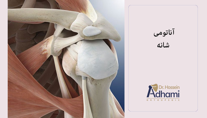اجزا-آناتومی-شانه